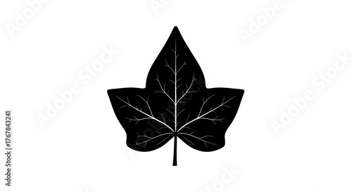 Black and White Ivy Leaf Illustration with Detailed Veins.