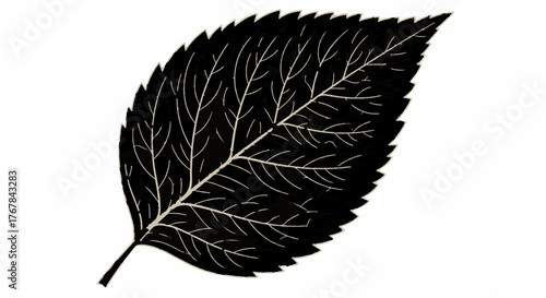 Detailed black leaf illustration with delicate veins against a white background