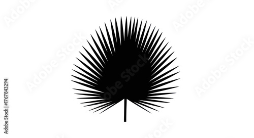 Silhouette of a Black Palm Frond with a Thin Stem.