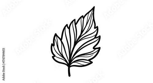 Detailed black and white illustration of a single serrated leaf with prominent veins.