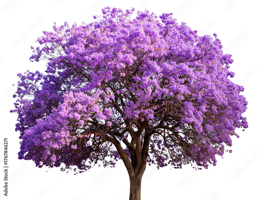 Obraz premium Isolated image of a fully blooming purple flower tree on a transparent background pn