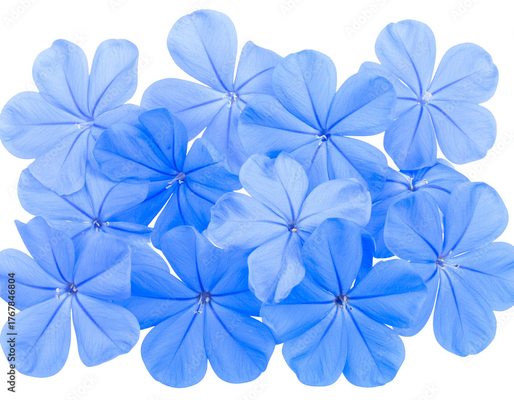 Obraz premium Isolated image of beautiful plumbago blossoms on png file at transparent background.