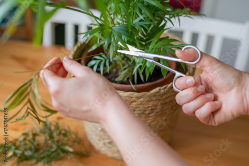 Woman hands pruning indoor houseplant with small scissors