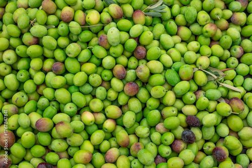 Lots of fresh green olives top view. Harvest background
