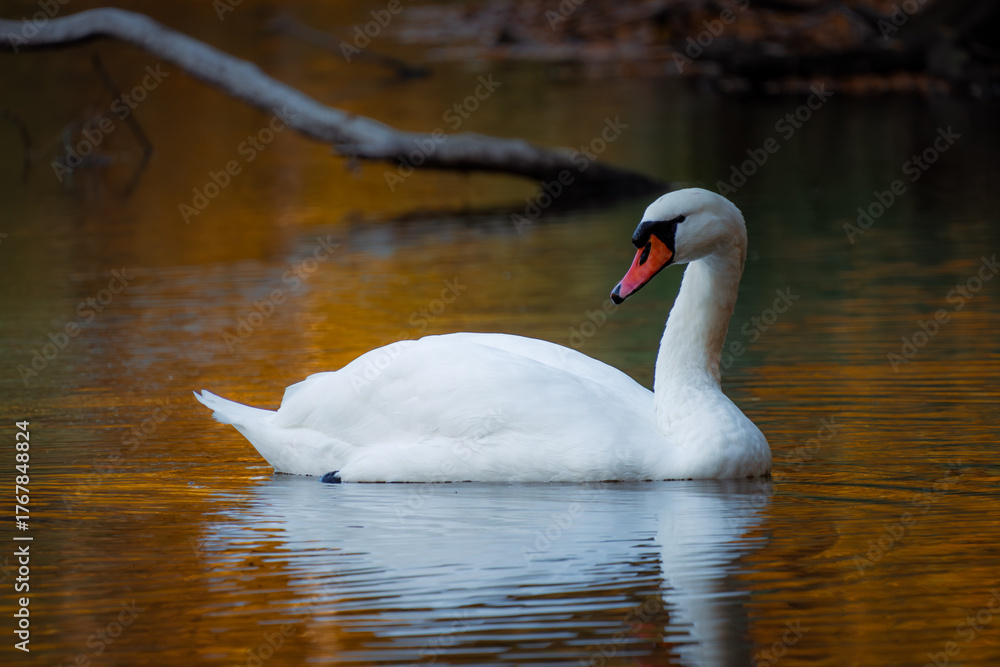 Fototapeta premium A lone white swan floats through golden reflections on a calm lake—autumn leaves paint the water in warm hues at Zalew Zemborzycki, Poland