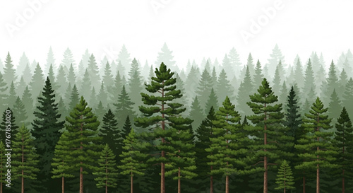 Evergreen forest landscape with dense trees and misty background in nature scene