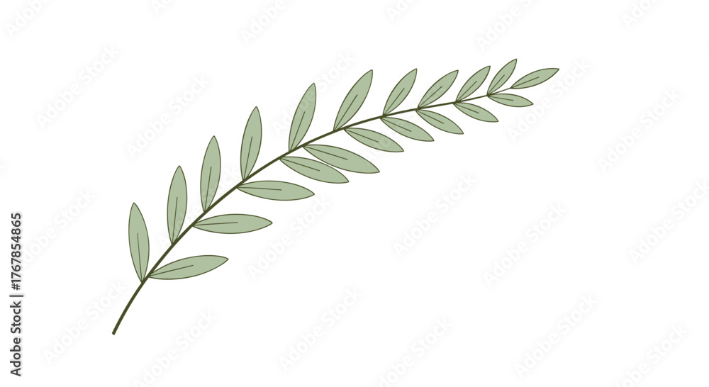 Obraz premium A single olive branch with multiple light green leaves curves upward to the right on a white background.