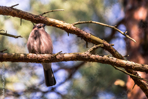 Quadro su tela Eurasian jackdaw