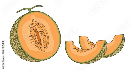An illustration of a fresh cantaloupe melon, cut in half to show its seeds and sweet orange flesh, alongside three delicious wedges.