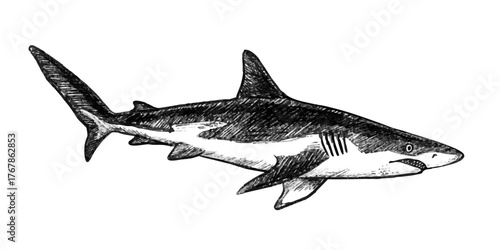 Great white shark sketch hand drawn with pencil textures line art. Black vector monochrome design inspired by marine wildlife. Perfect for label design textile print tattoo drawing engraving and more.