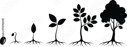 Plant growth stages, seed to tree, nature cycle, botanical development, biology concept, green life, flat vector illustration