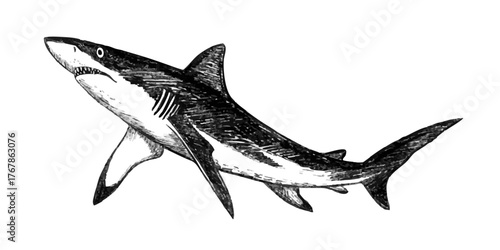 Great white shark sketch hand drawn with pencil textures line art. Black vector monochrome design inspired by marine wildlife. Perfect for logo design textile print tattoo drawing engraving and more.