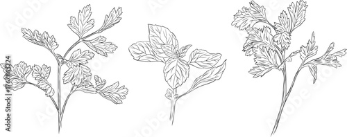 Set, clipart of monochrome botanical fragrant herb drawing of parsley, basil plants. Graphic hand drawn ink black and white vector. Good for cooking, spa, medicinal tea, and garden, beauty