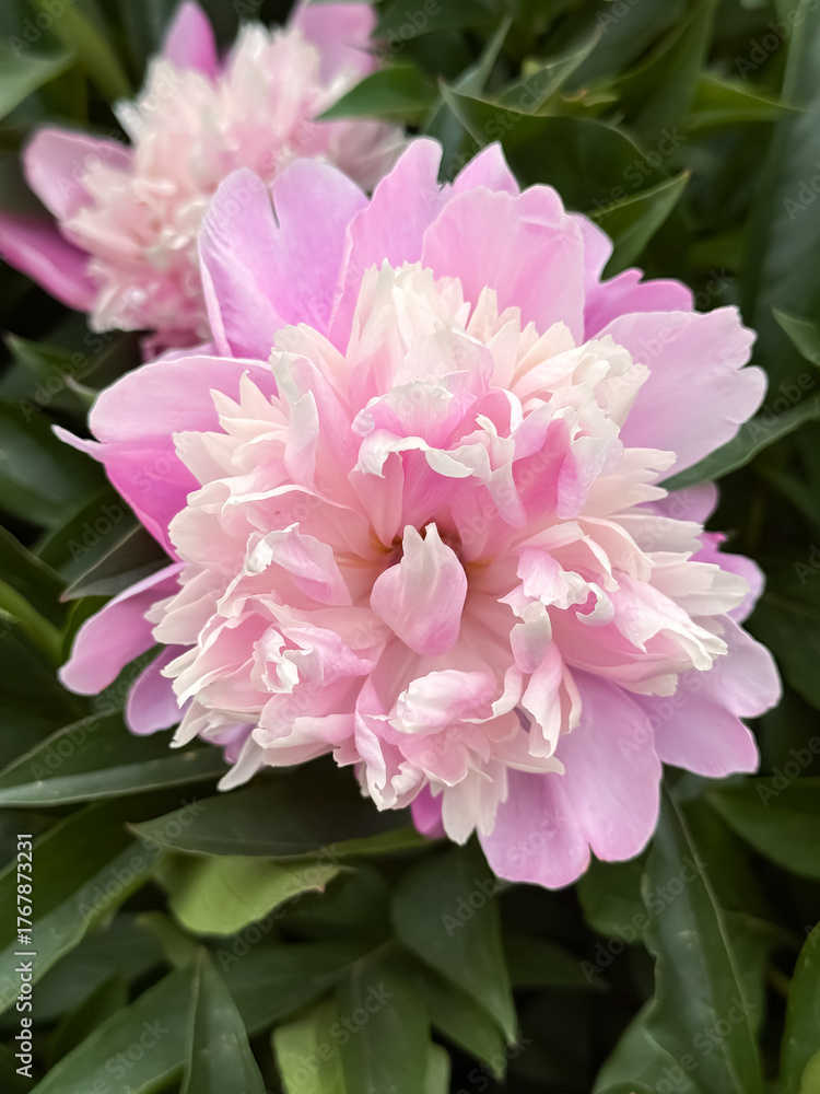 Fototapeta premium Pink Peony Flowers Blooming in Garden Natural Spring Beauty