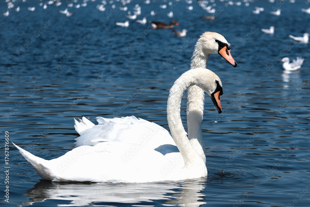 Naklejka premium Swans and seagulls in a pond in Hyde Park in London on a sunny day