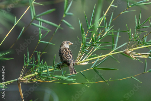 Female House Sparrow Perched on Green Bamboo Branch in Texas, USA - Wildlife Bird Photography