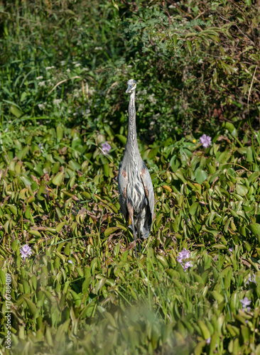 Great Blue Heron Hunting Front View, surrounded by Water Hyacinths. Swamp at the Brazos Bend State Park, Texas, USA