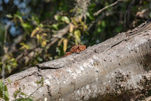 Raccoon Scat Droppings on Tree Branch at Brazos Bend State Park in Texas, USA - Wildlife Evidence