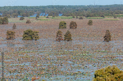 Bald Cypress Trees and Autumn Lotus Leaves Covering Sheldon Lake Waters in Texas, USA