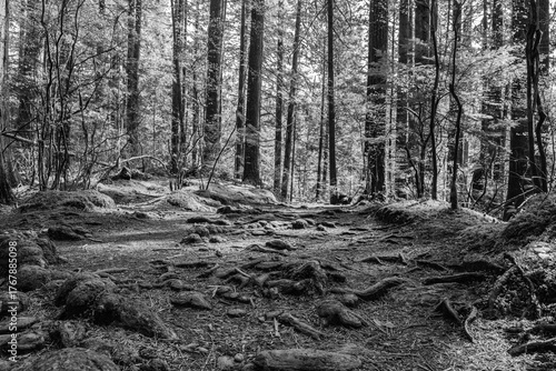 black and white green forest of coniferous trees on a warm sunny spring day