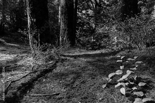 black and white green forest of coniferous trees on a warm sunny spring day