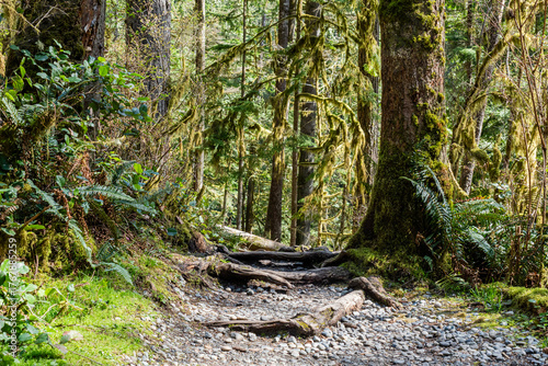 green forest of coniferous trees on a warm sunny spring day
