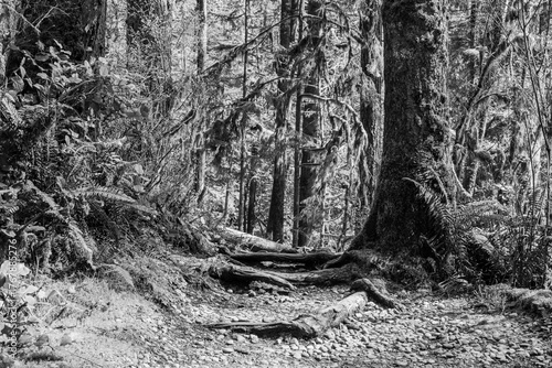 black and white green forest of coniferous trees on a warm sunny spring day