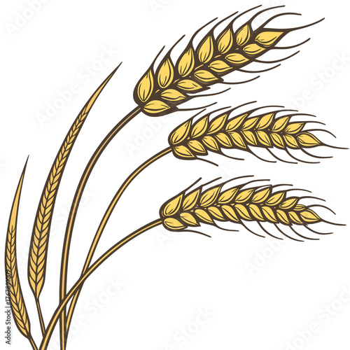 Wheat stalk vector, golden wheat vector, wheat illustration vector, 
