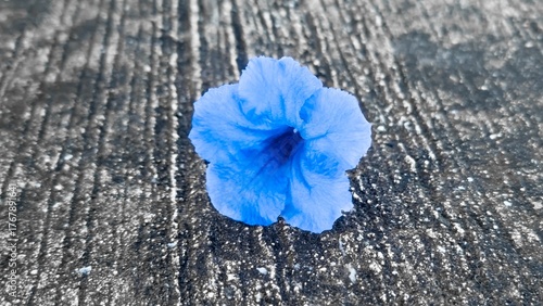 A vibrant blue trumpet-shaped flower is centrally placed on a rough, dark, textured concrete surface, highlighting contrast and solitary beauty.