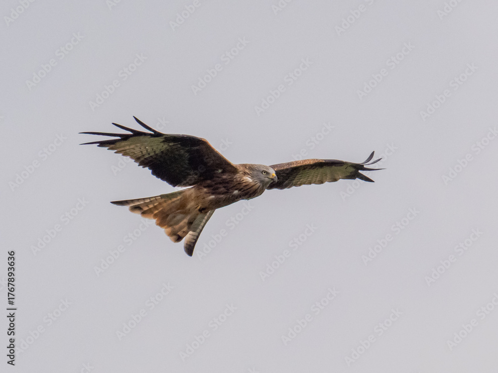 Obraz premium A Red Kite in flight with wings and tail spread