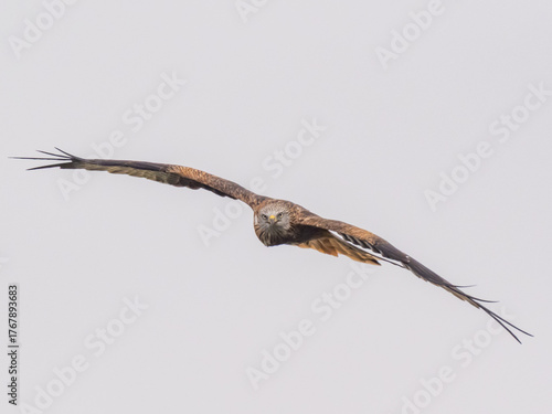 A head on view of a Red Kite in flight looking directly at the observer