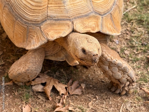 A large African spurred tortoise resting on the ground, close-up view
