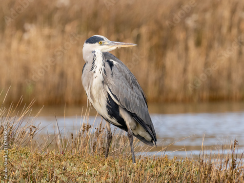 Carta da parati A close up of a Grey Heron standing in short grass