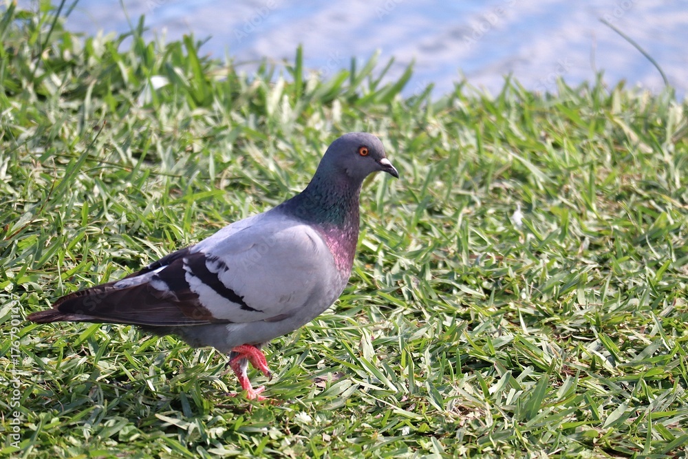 Obraz premium pigeon on the grass