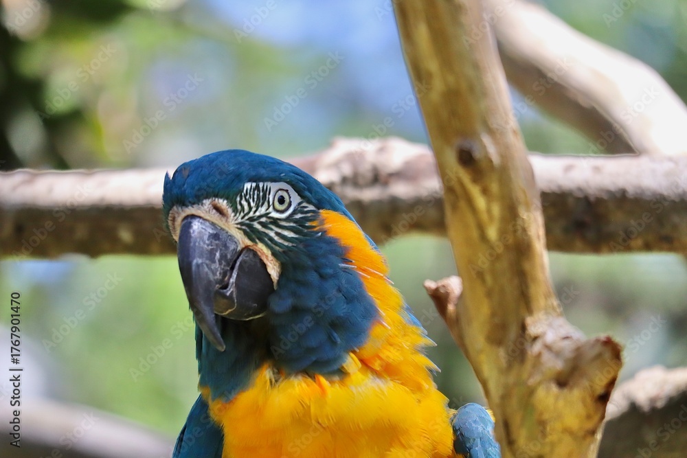 Fototapeta premium Parrots in a tree in the wild.