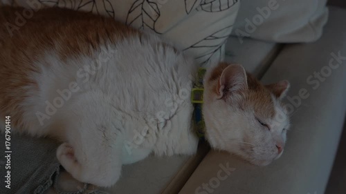 The ginger and white cat is lying on the sofa and resting. The old cat is sleeping.