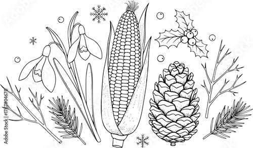 Hand drawn black and white illustrations of snowdrops corn pinecone and other elements for design
