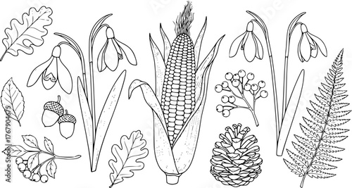Hand drawn black and white illustrations of snowdrops corn pinecone and other elements for design
