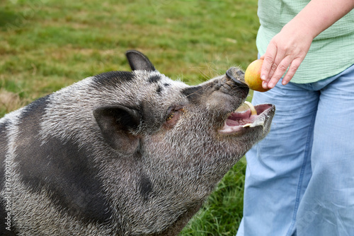 Wallpaper Mural femme donnant une pomme à un cochon domestique mâle gris tacheté issu d'un croisement Kune kune et vietnamien dans un jardin particulier avec herbes et gazon Torontodigital.ca