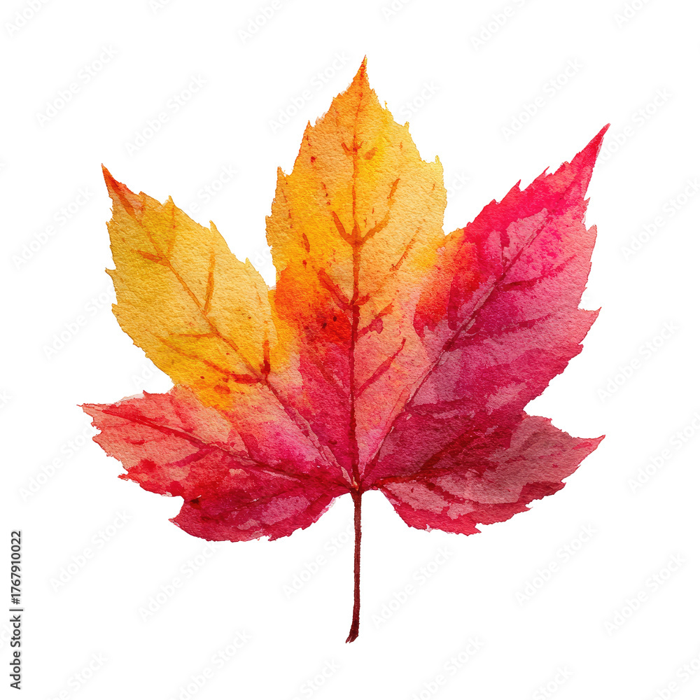 Fototapeta premium Watercolor maple leaf illustration in autumn colors, yellow merging into red