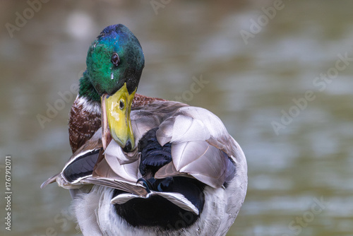 Fotografie Male mallard duck preening its feathers.