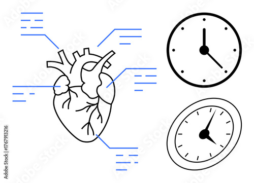 Anatomical heart diagram with labeled lines and two clocks illustrating timing or health monitoring. Ideal for medicine, biology, cardiology, education, healthcare, anatomy, and research. A simple