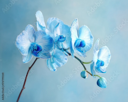 Delicate Blue And White Orchid Bouquet On Light Blue Background
