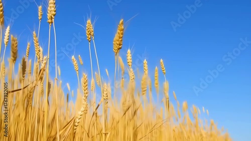 Golden wheat field against a vibrant blue sky