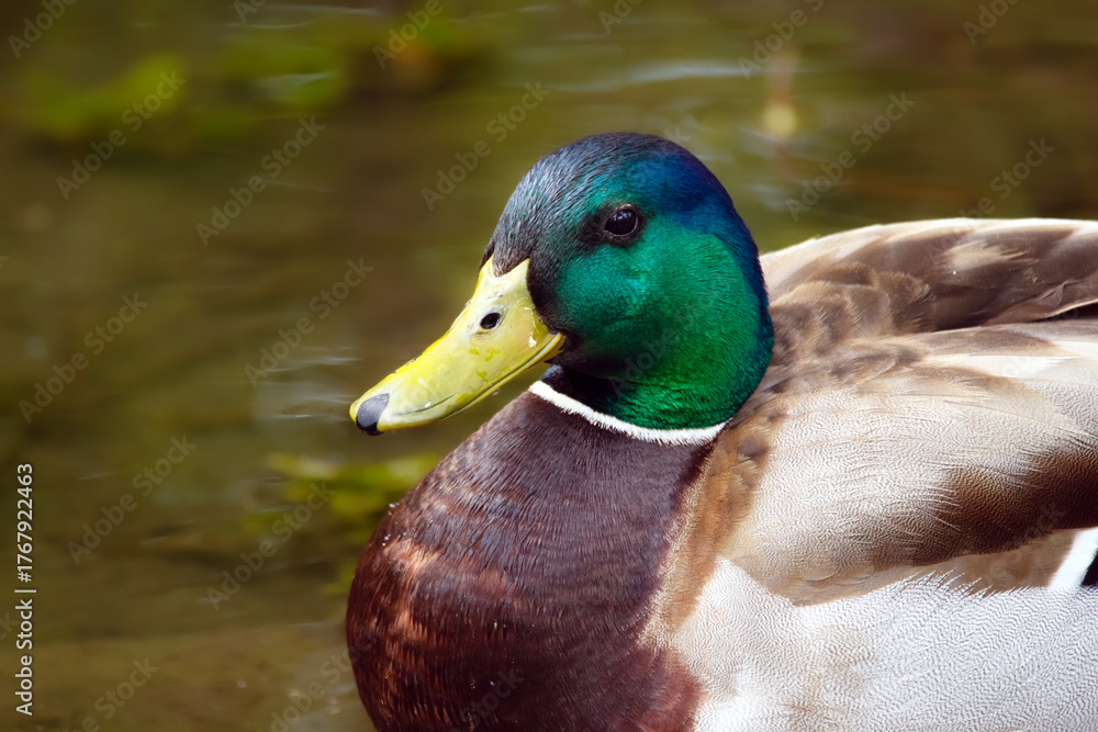 Obraz premium Beautiful colorful male Mallard duck is resting on the water in the pond amidst lush green foliage.