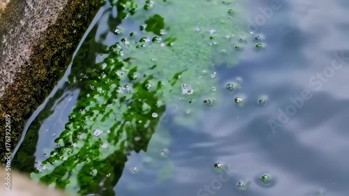 Water surface with moss and ripples