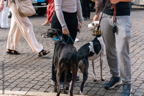 Φωτογραφία People walking with dogs on a cobblestone street in a busy market area during a