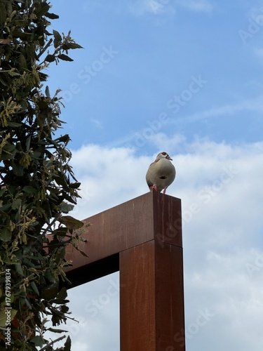 a pigeon sitting on a pole