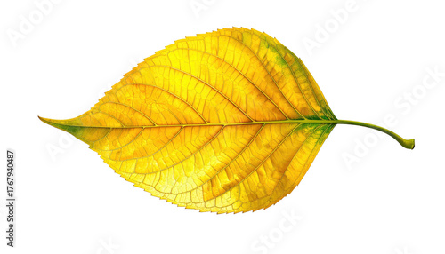 A vibrant yellow leaf with visible veins lies on a black backdrop, capturing autumn's essence