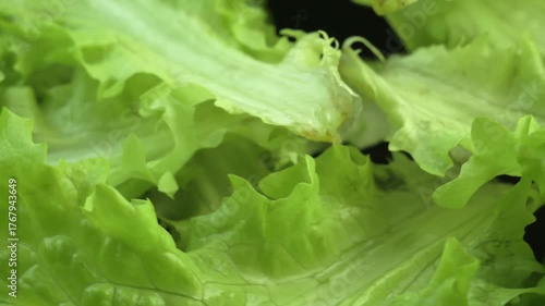 lettuce on a rotating background